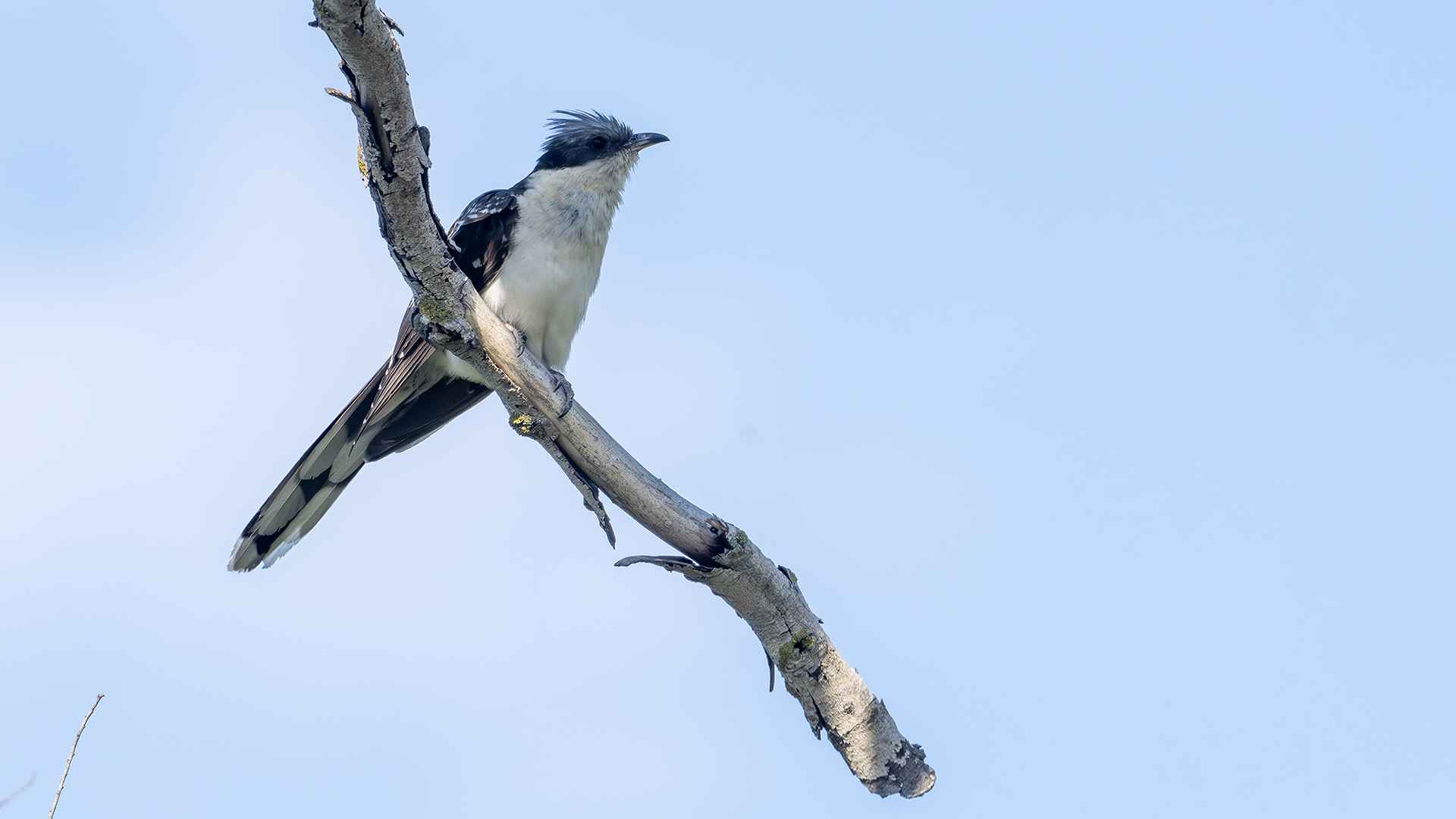Great Spotted Cuckoo